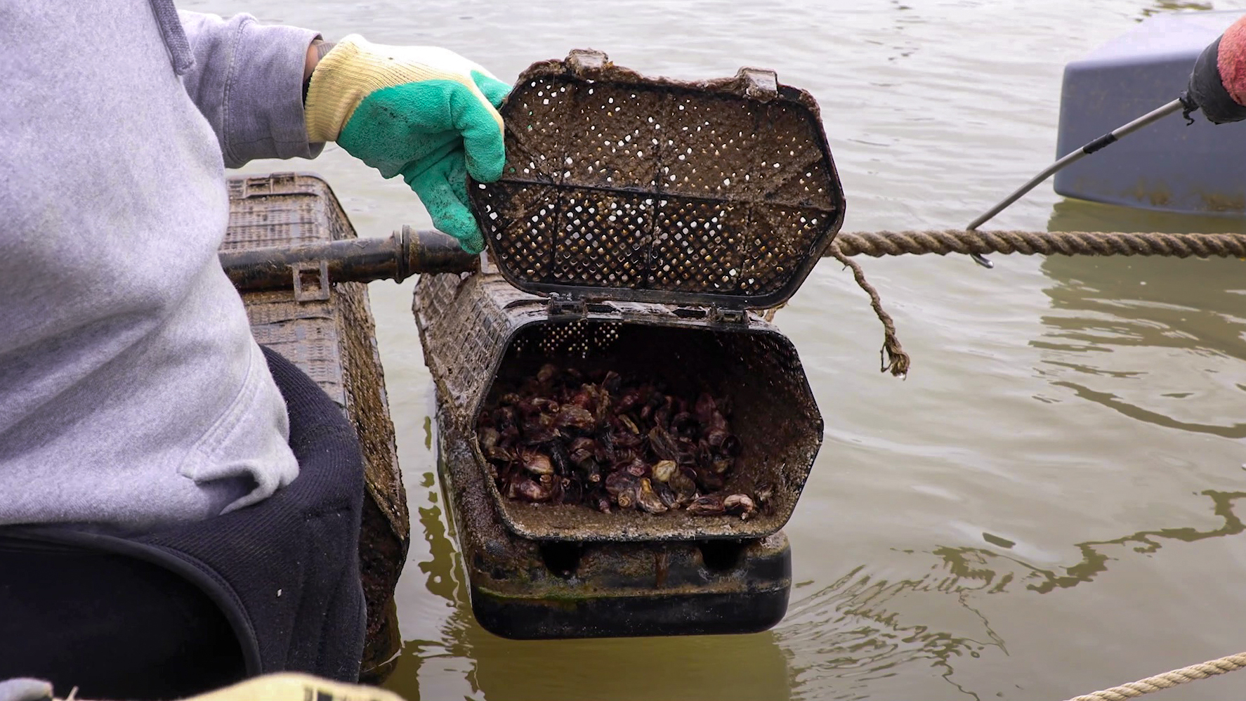 taniwha-oysters-flipfarm2.jpg